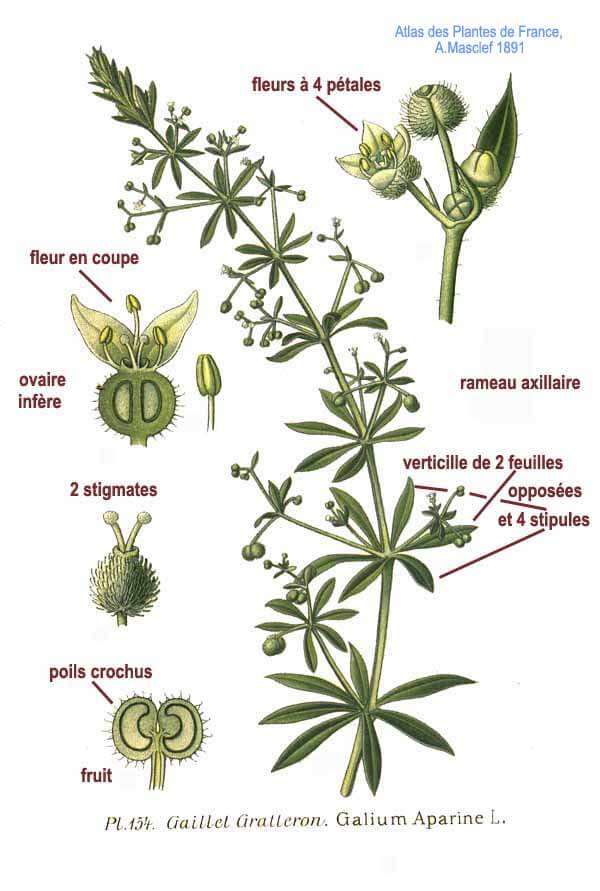 Przytulia czepna – jak wygląda