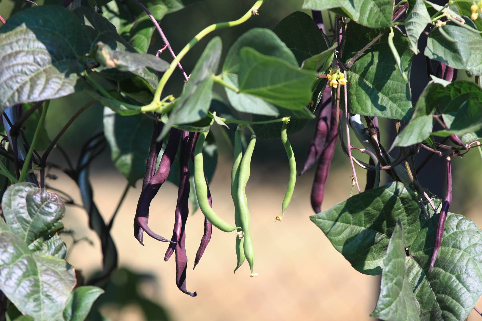 Fasolka szparagowa - żółta, zielona i fioletowa.