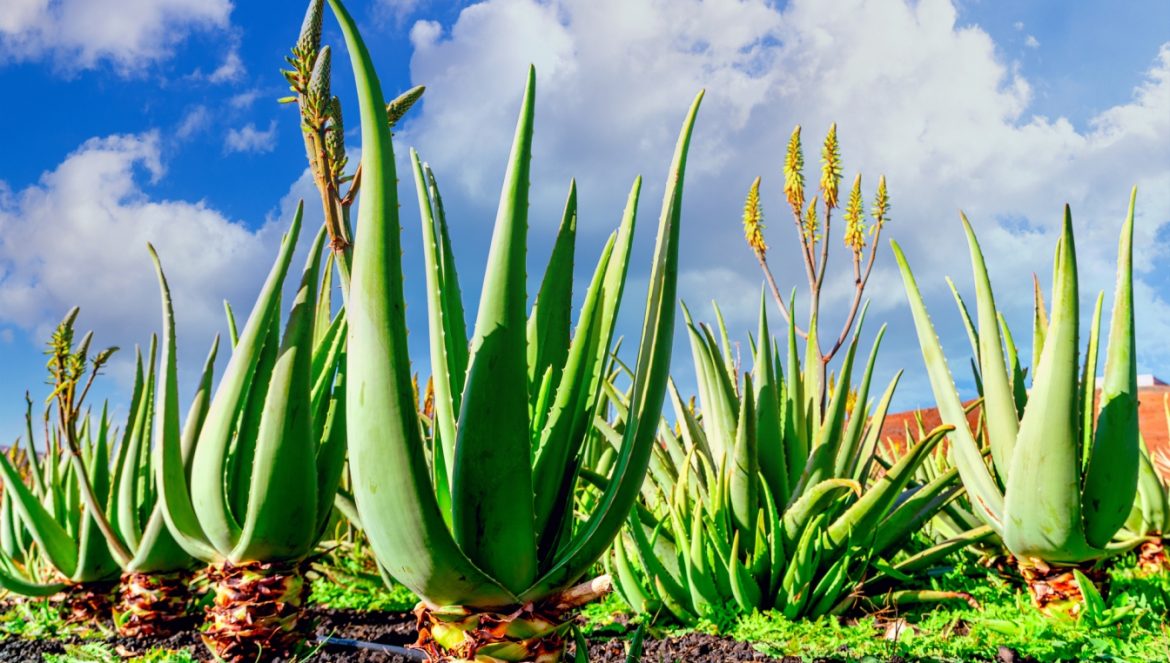Aloes na plantacji na Wyspach Kanaryjskich. Jak pielęgnować aloes w domu?
