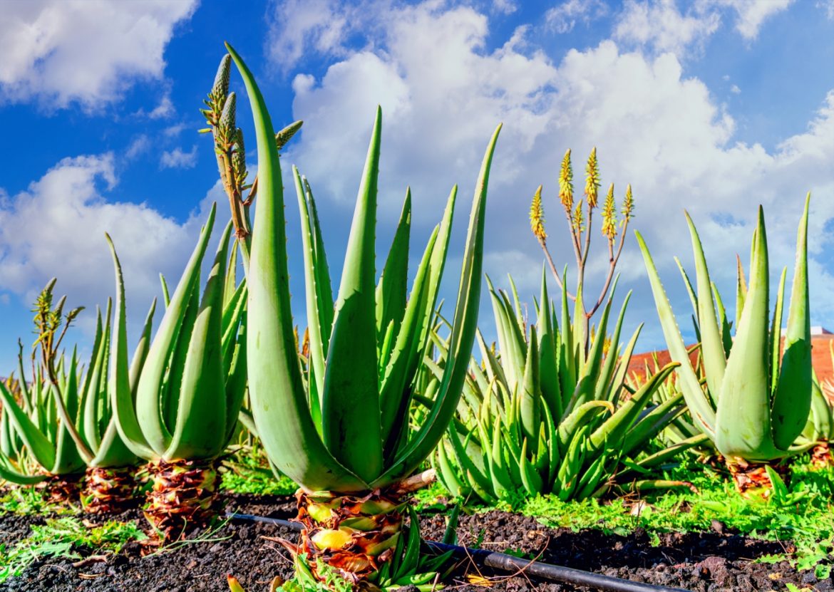 Aloes na plantacji na Wyspach Kanaryjskich. Jak pielęgnować aloes w domu?