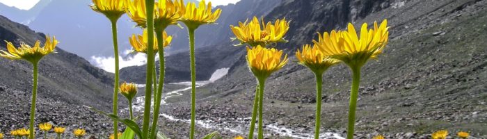 Arnika na urazy: maść arnikowa, napary z arniki, żel z arniki. Arnika górska rosnąca na stokach górskich.