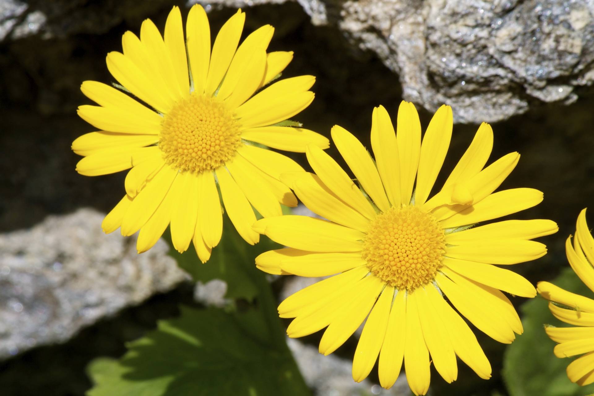 Arnika górska w lecznictwie - zbliżenie na dwa żółte kwiaty rośliny.