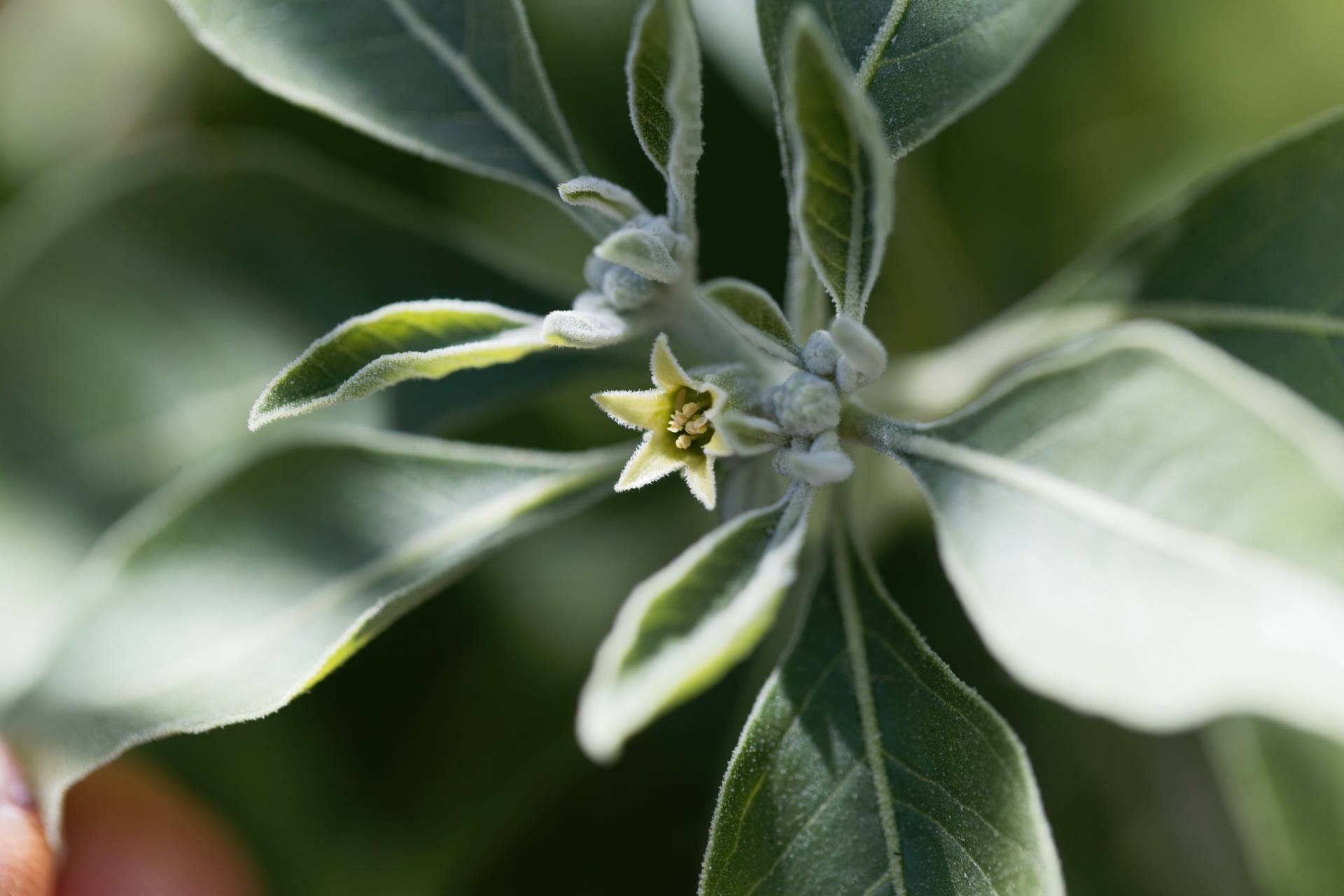 Ashwagandha - roślina adaptogenna. W jaki sposób witania ospała wzmacnia odporność fizyczną i psychiczną? Sprawdź właściwości adaptogenów.