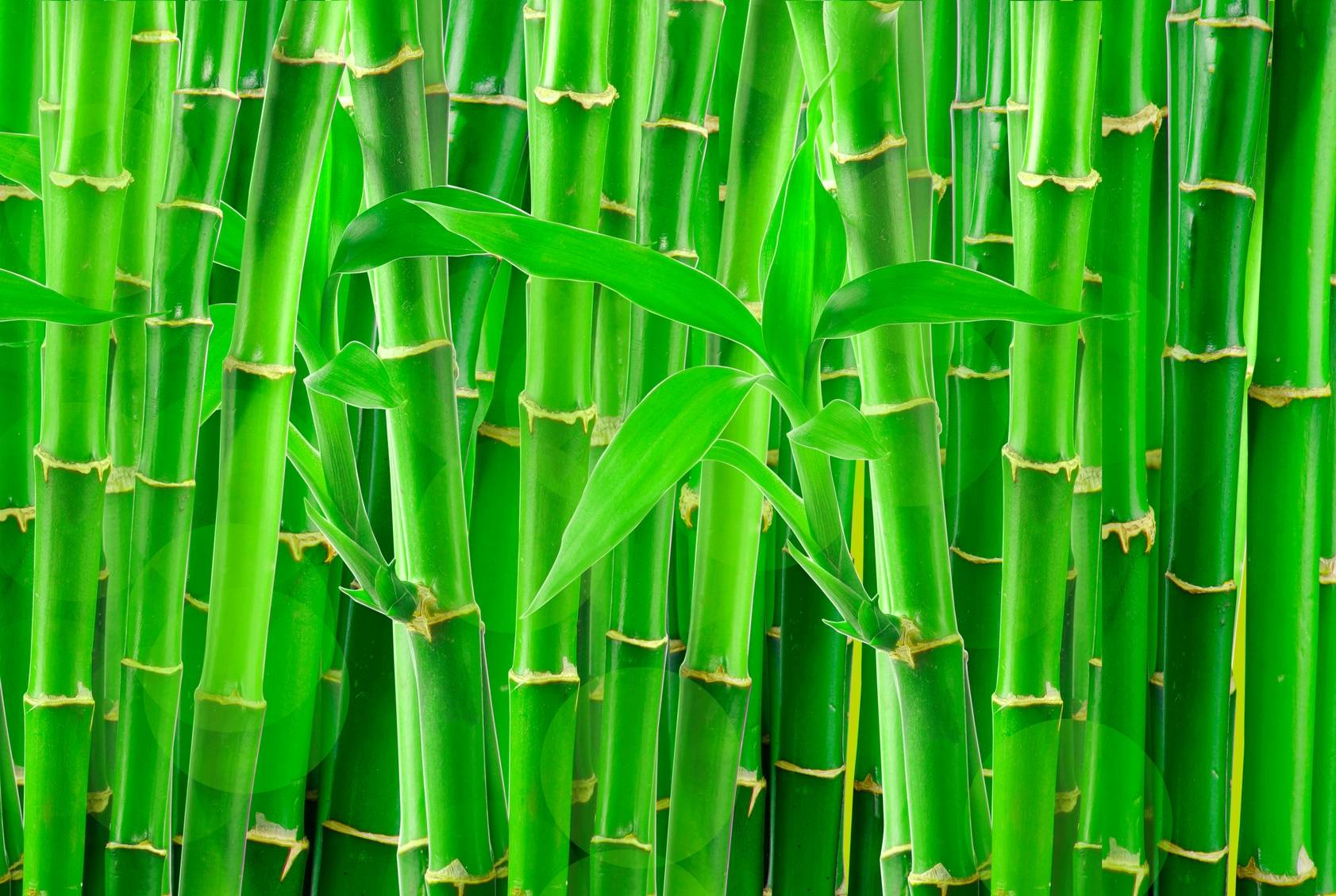 Bambus - jak wykorzystuje się ten surowiec? Czy produkcja bambusa może zdetronizować plastik? Czy uprawa bambusa jest ekologiczna?