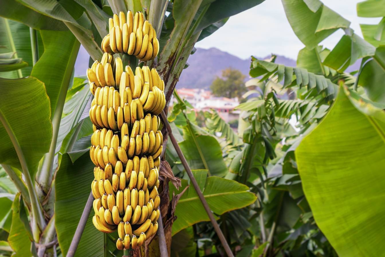 Gdzie rosną banany? Bananowiec z dojrzałymi bananami na plantacji.
