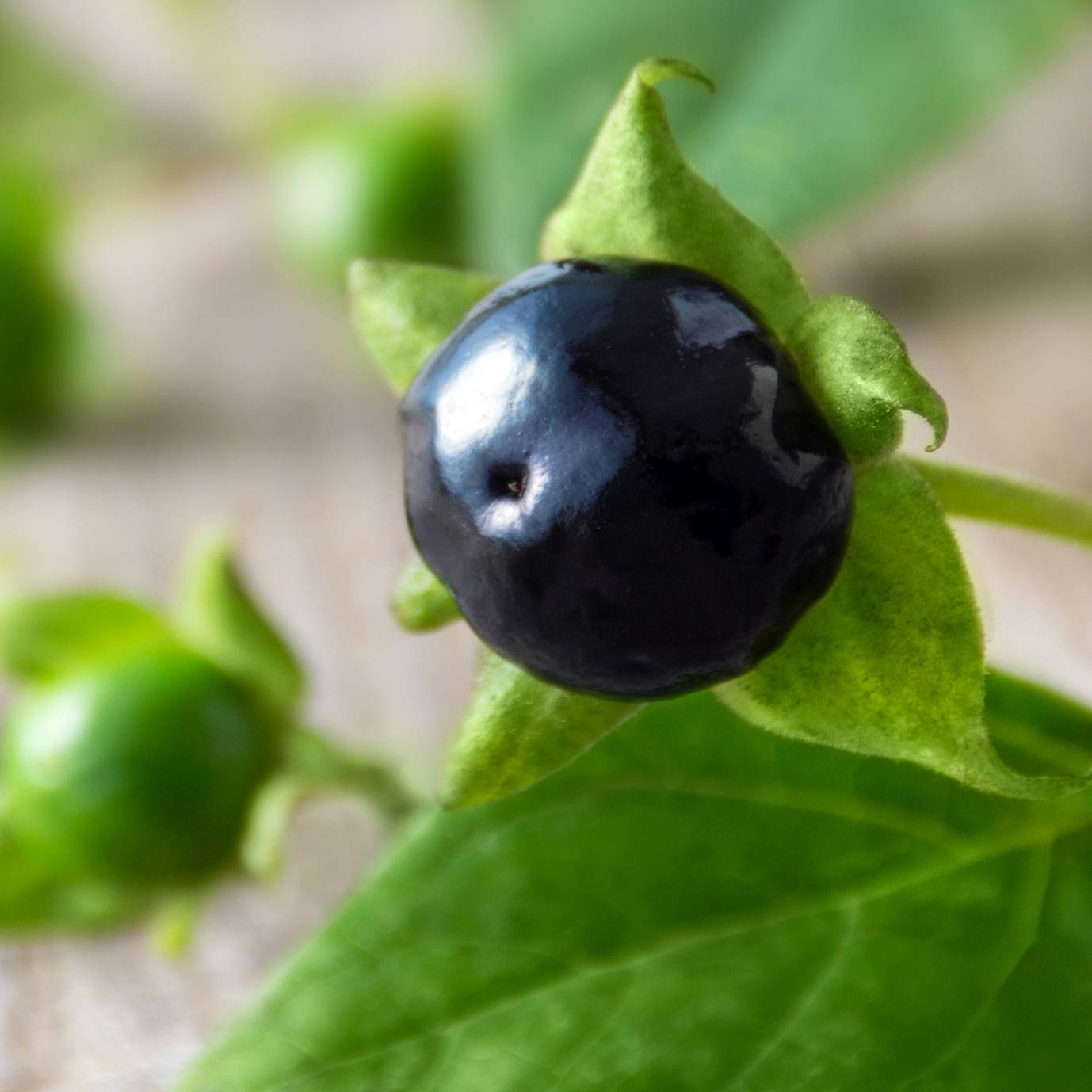 Lek homeopatyczny Belladonna - homeopatia. Zbliżenie na owoc rośliny pokrzyk wilcza jagoda.