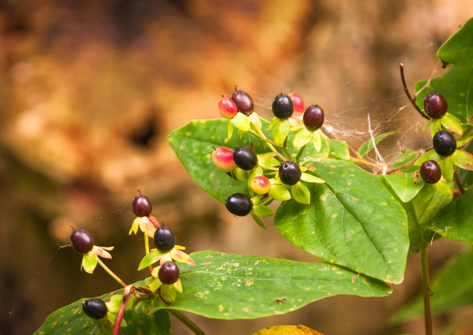 Belladonna jest stosowana w leczeniu homeopatycznym. Zbliżenie na gałąź i owoce wilczej jagody.