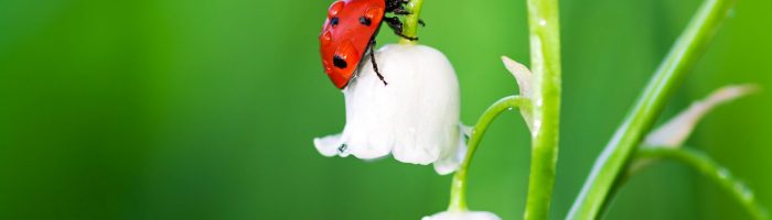 Konwalia majowa - jakie ma właściwości i zastosowanie? Czerwona biedronka wspina się po białym dzwoneczku konwalii.