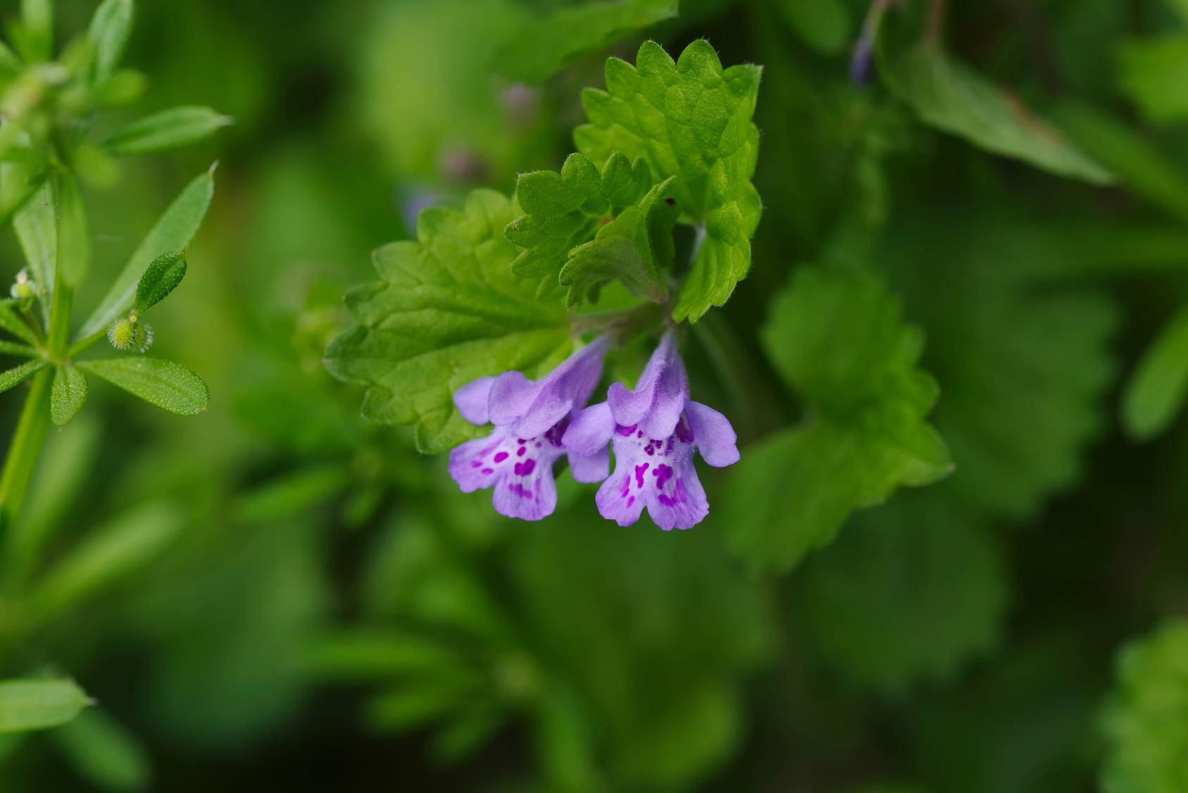 Glechoma hederacea - jak wygląda bluszczyk kurdybanek?