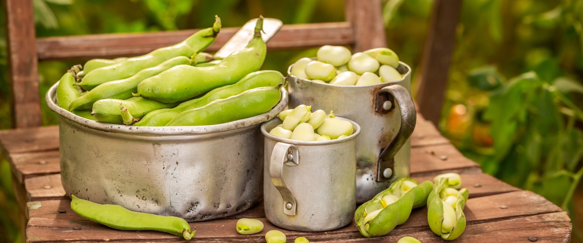 Bób - przepisy na obiad. Na drewnianym krześle stoją garnuszki z łuskanym bobem.