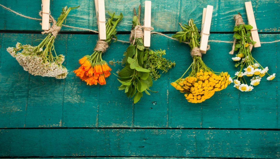 Piotr Ciemny: pokochaj chwasty na talerzu. Jak zbierać i wykorzystywać chwasty i dzikie zioła w kuchni? Dzikie kwiaty wiszą na sznurku na tle zielonej drewnianej ściany.