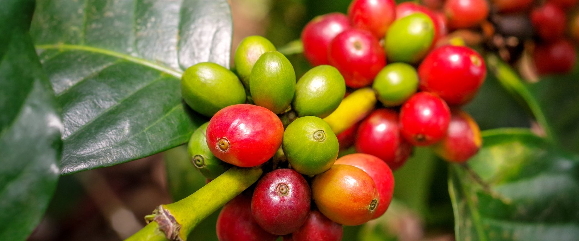 Coffea cruda - lek homeopatyczny na problemy z układem nerwowym. Czerwone owoce kawy na krzewie kawowym na plantacji.