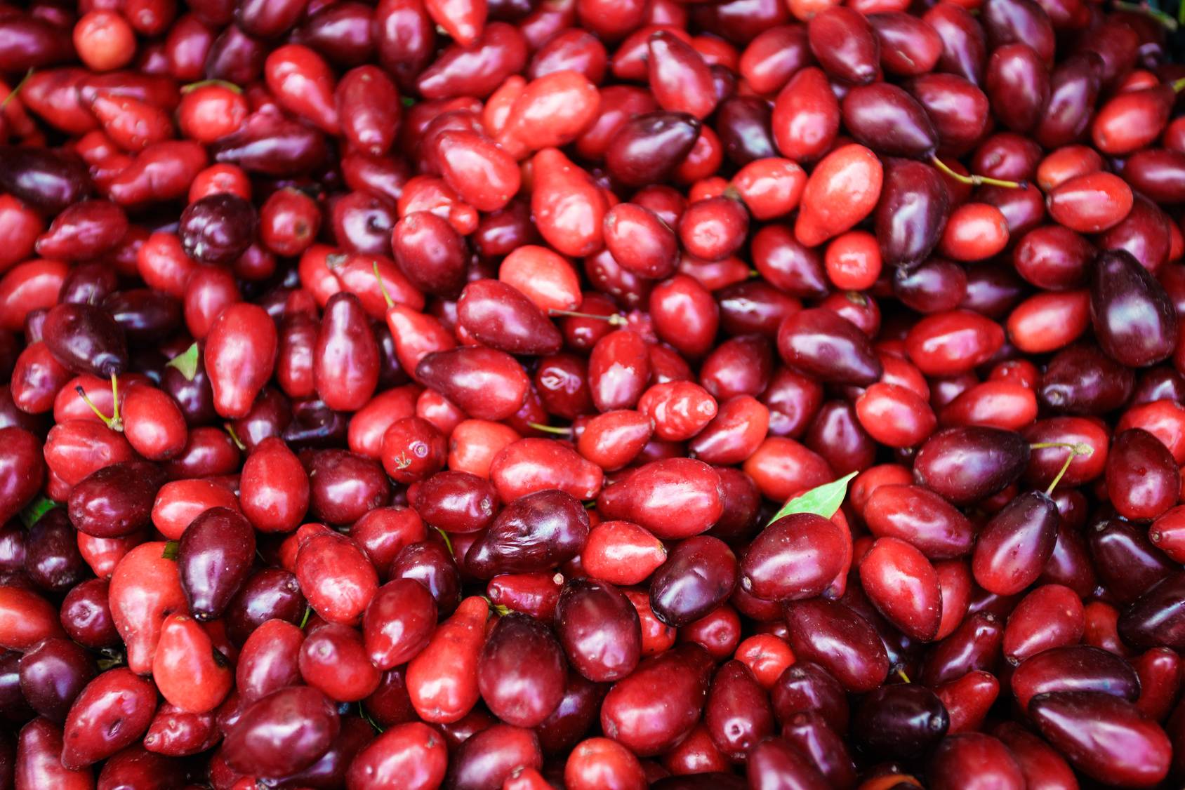 Dereń - zebrane owoce derenia. Jak zrobić nalewkę z derenia?