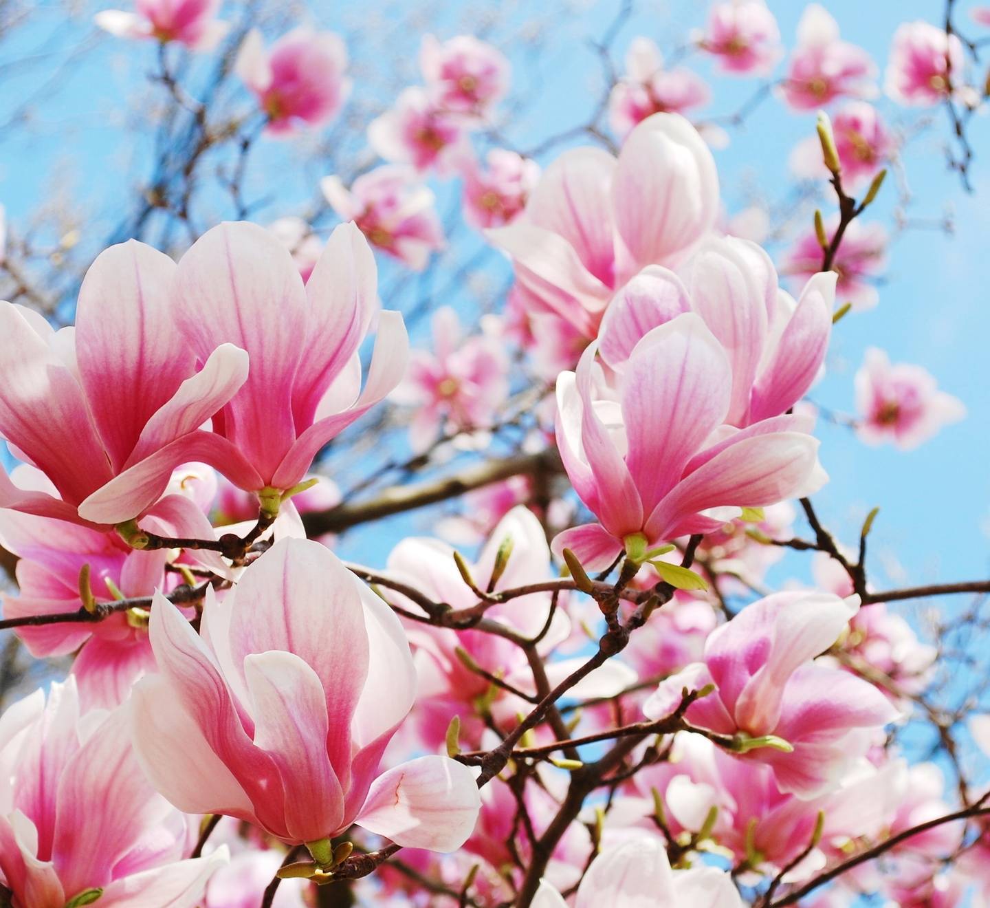 Magnolia lekarska - sprawdź, jakie ma właściwości. Różowe kwiaty magnolii na gałęziach na tle niebieskiego nieba.