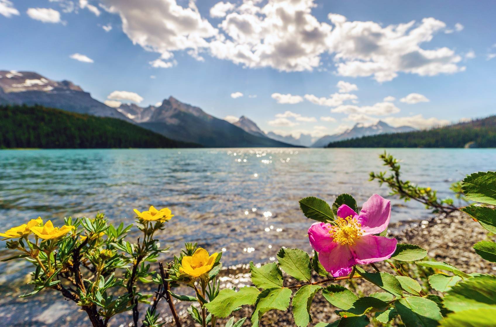 Dzika róża kwitnąca nad brzegiem górskiego jeziora.