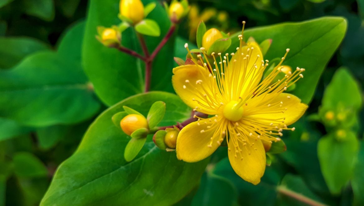 Dziurawiec zwyczajny - właściwości i zastosowanie. Zbliżenie na żółty kwiat dziurawca (Hypericum perforatum).