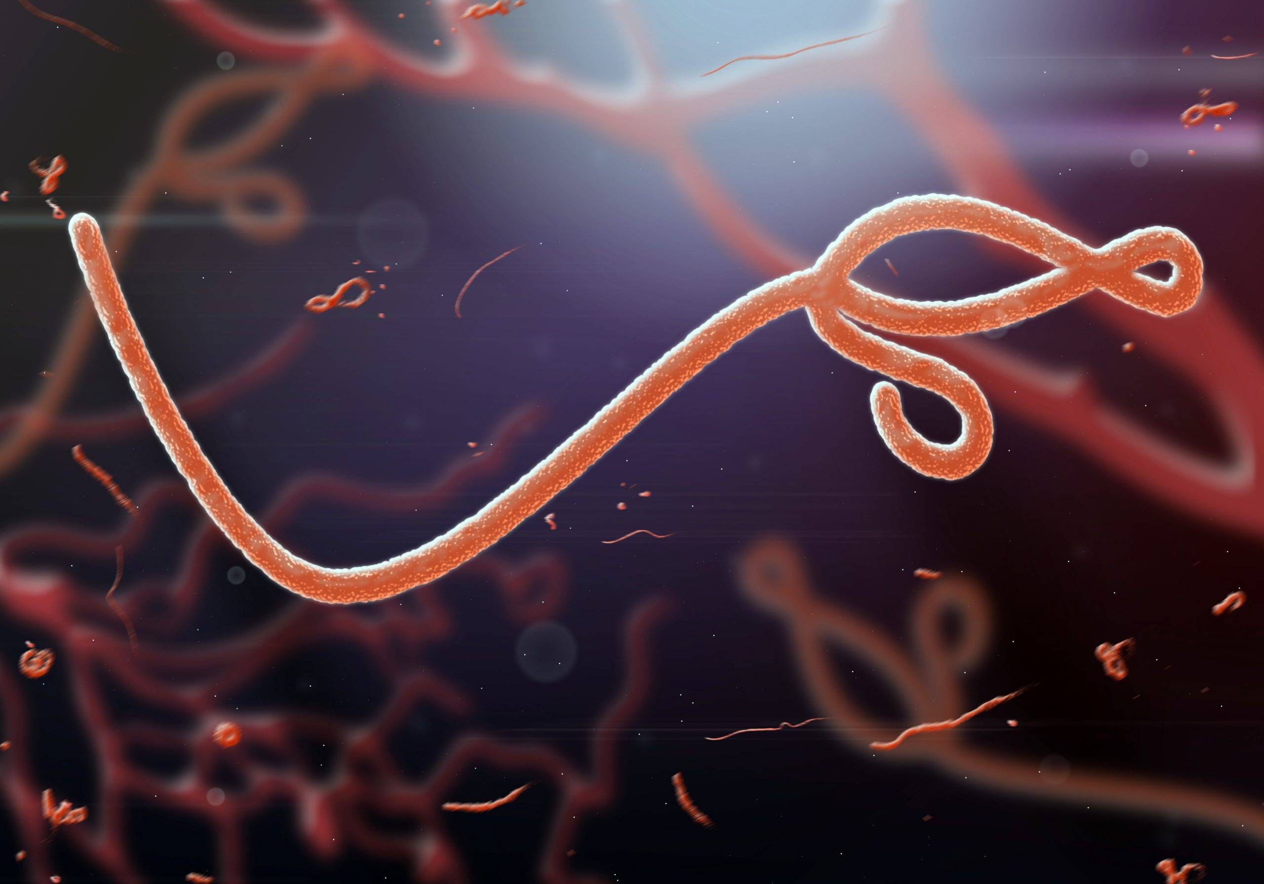 Wirus Ebola w ujęciu mikroskopijnym.