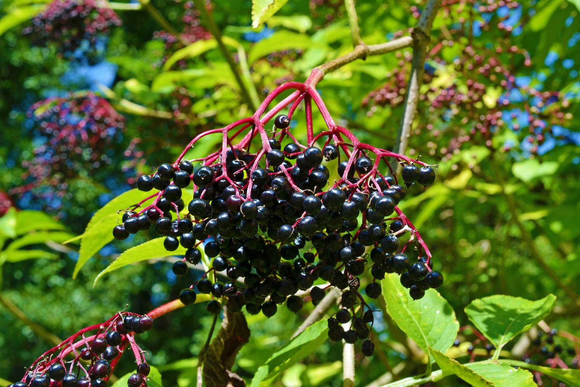 owoce czarnego bzu