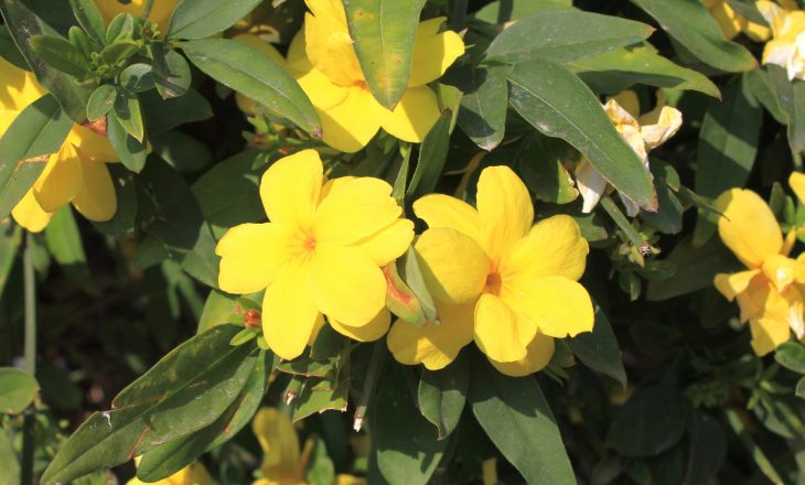 Gelsemium sempervirens