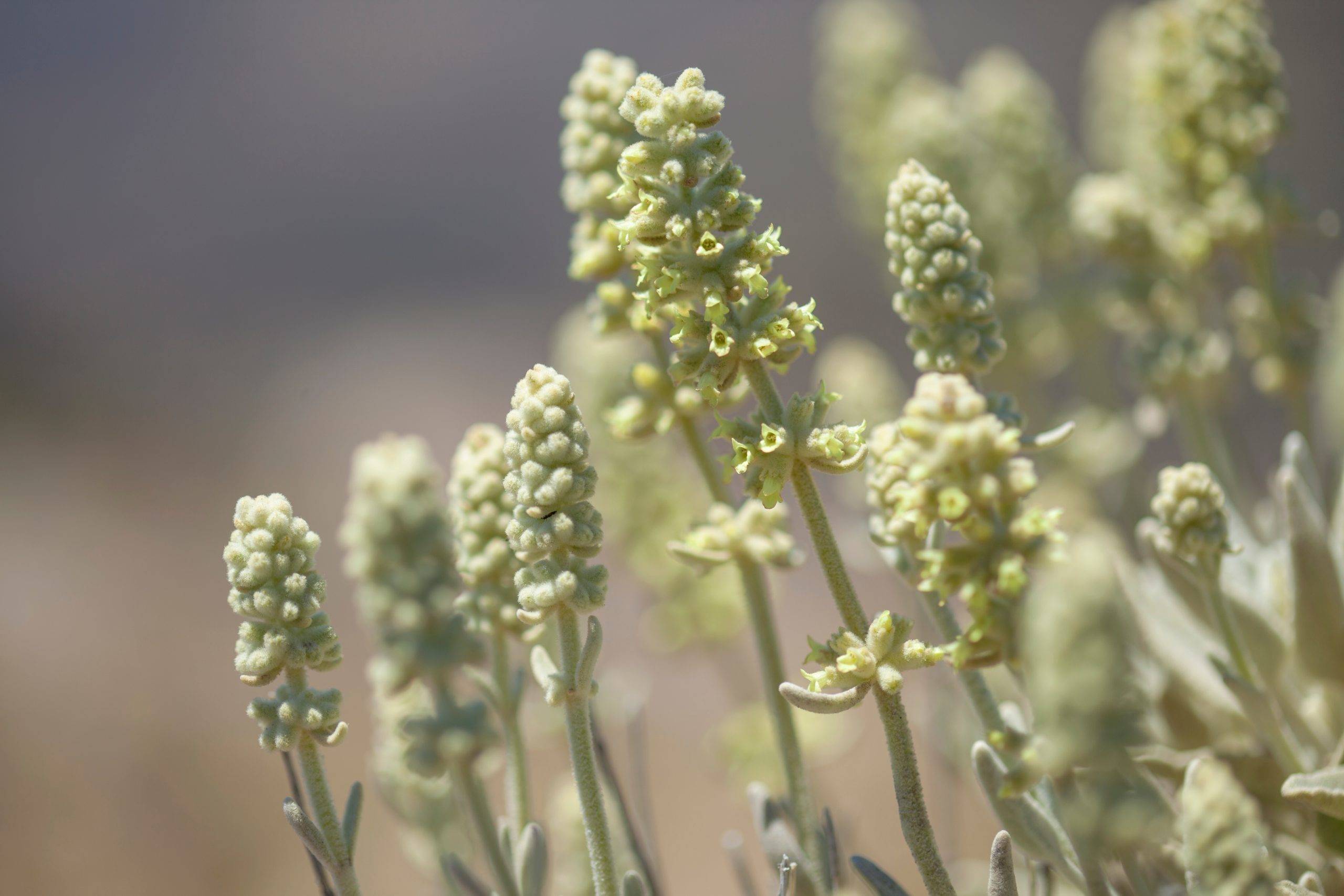 Gojnik (szałwia libańska - Sideritis dasygnaphala) - właściwości i działanie, zastosowanie.