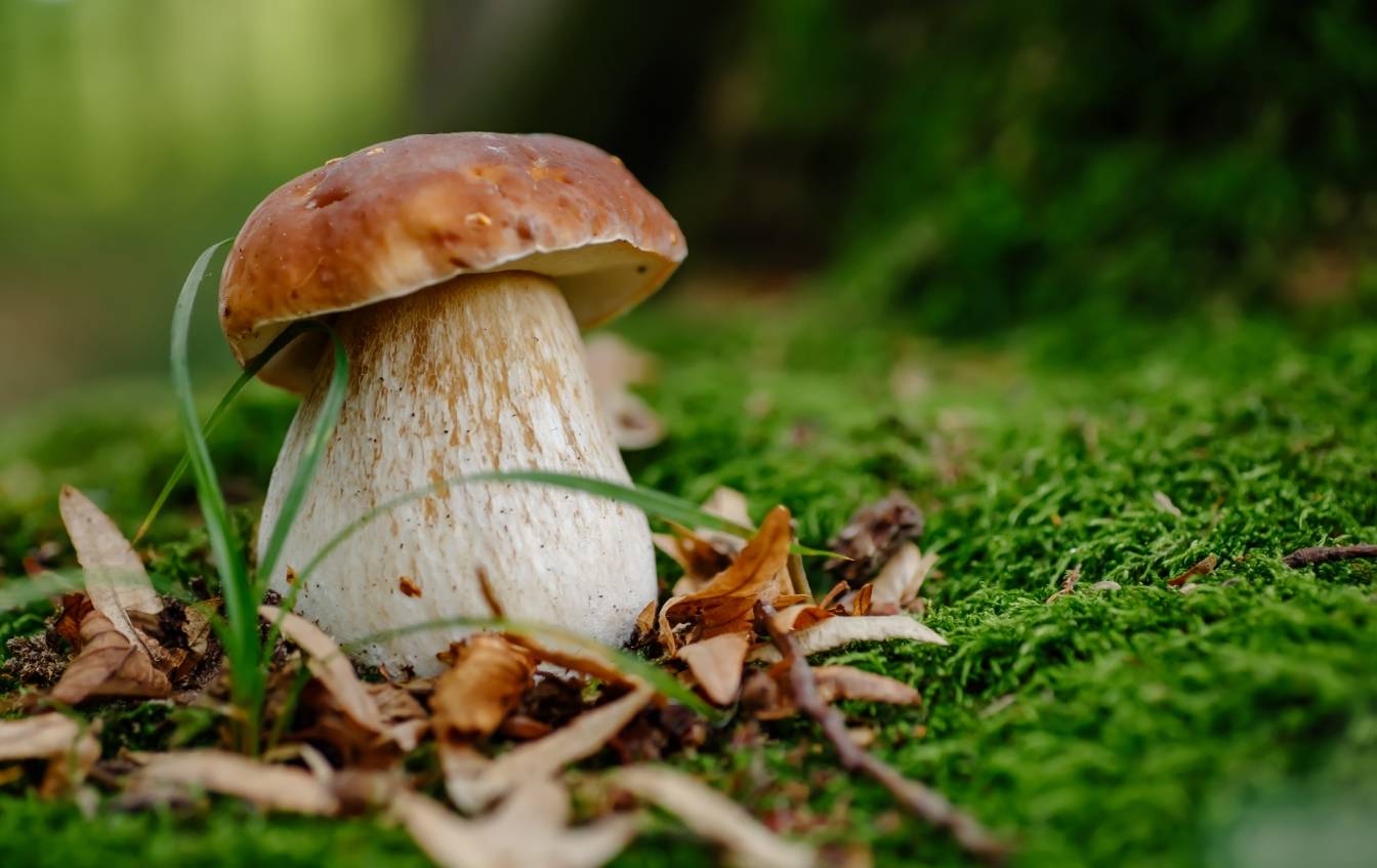 Gdzie na grzyby? Czy są grzyby w lesie? Sezon na grzybobranie. Grzyb jadalny z brązowym kapeluszem i białym trzonkiem w lesie rośnie w runie leśnym.