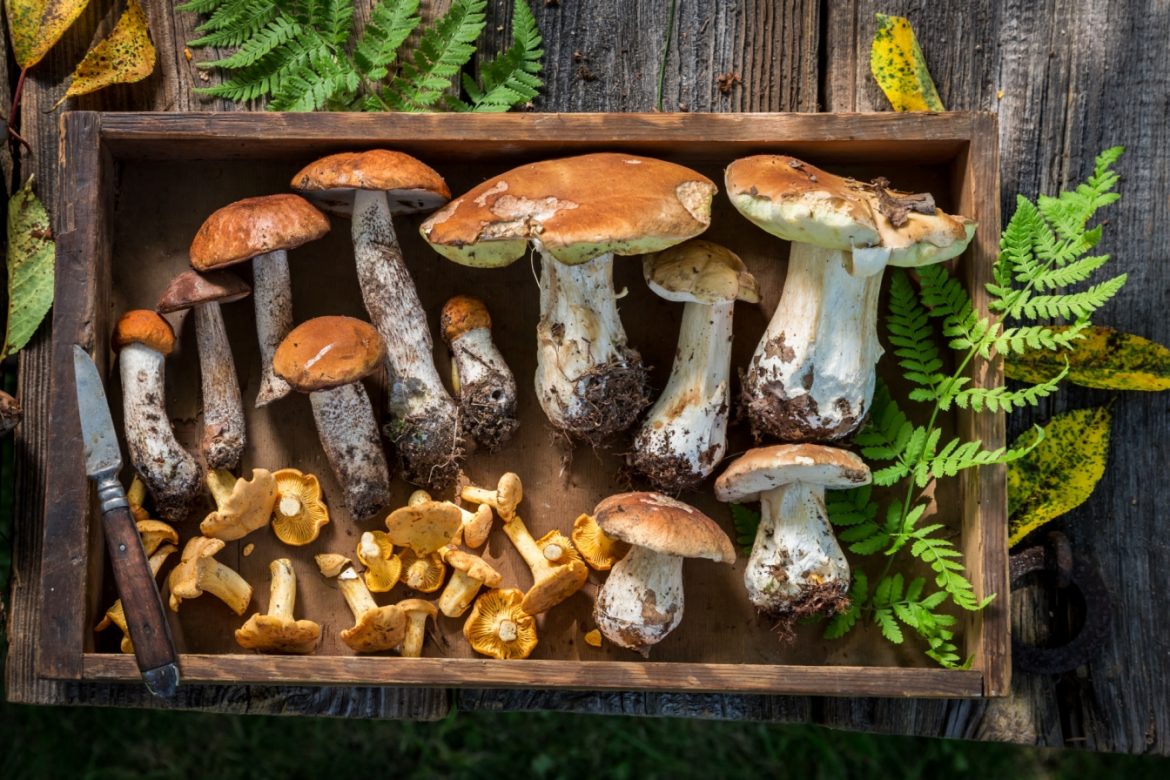 Atlas grzybów jadalnych - jakie są najpopularniejsze grzyby jadalne w Polsce? Grzyby prosto z lasu leżą w drewnianej skrzynce na drewnianym stole w ogrodzie.