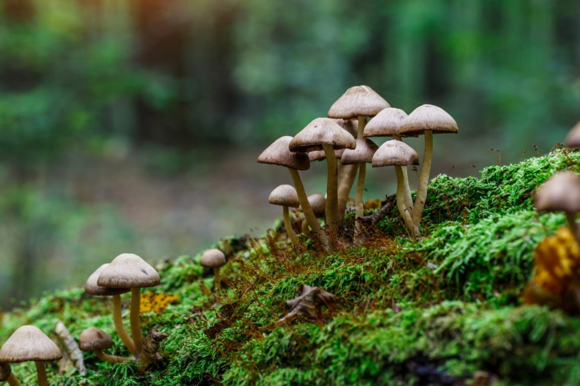 Grzyby trujące w Polsce - atlas grzybów trujących i niejadalnych. Zbliżenie na trujące grzyby w lesie.