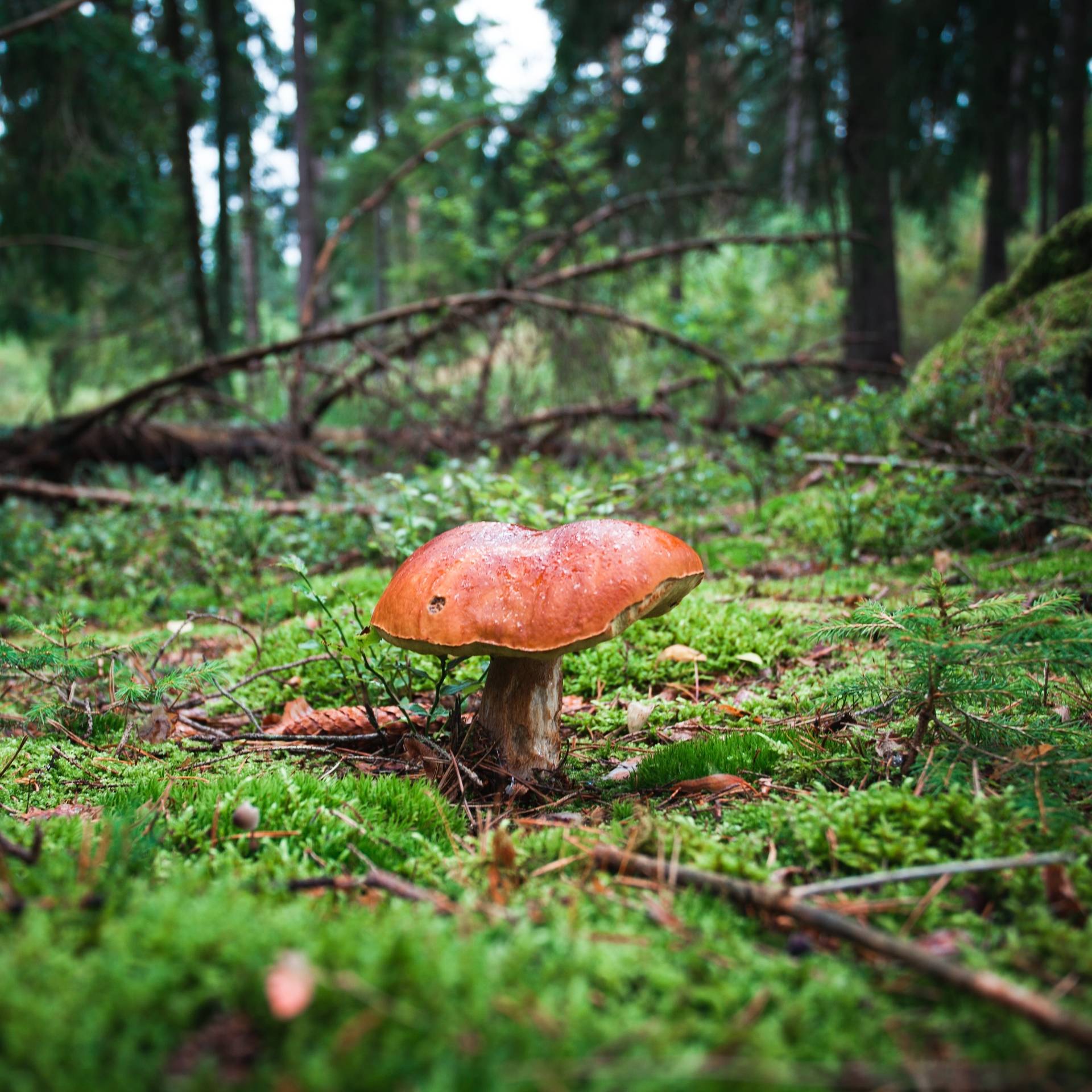 Grzyby w lesie - przepisy z grzybami Agnieszki Żelazko.