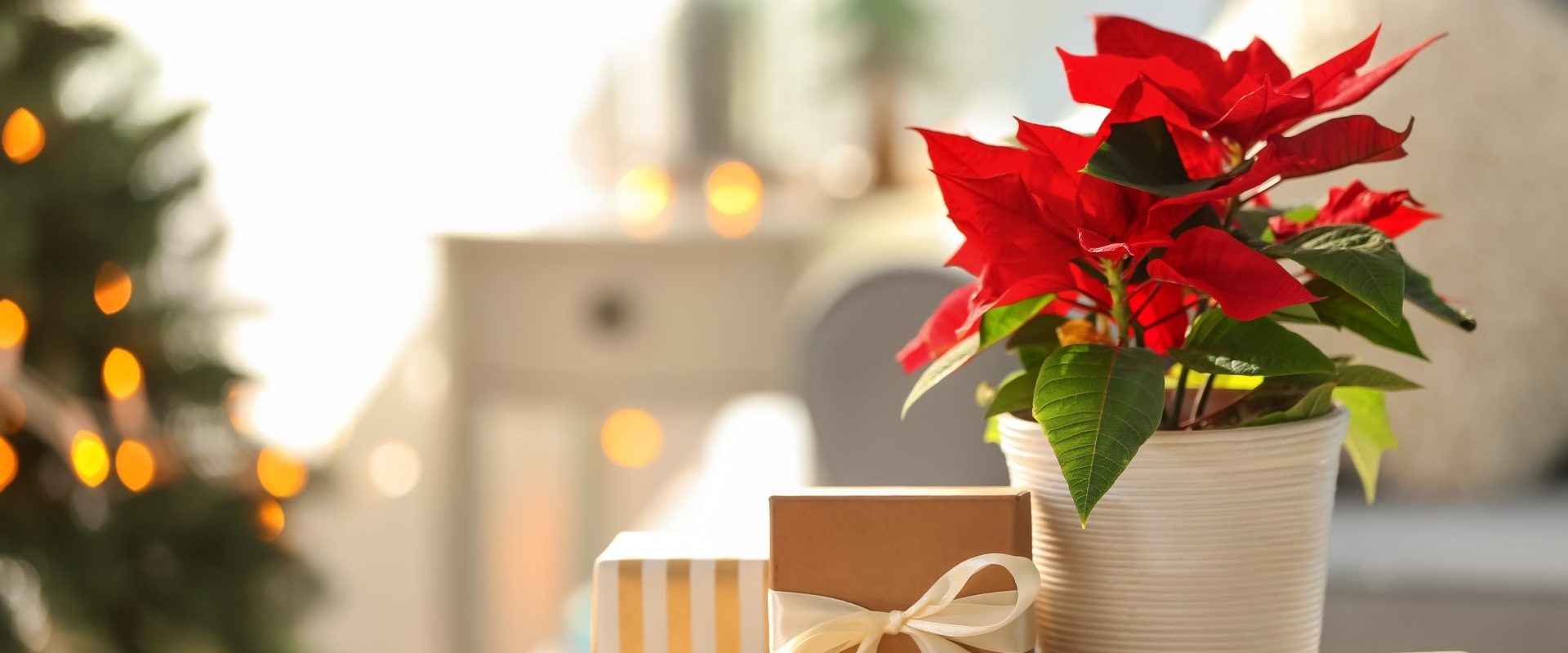 Jak pielęgnować gwiazdę betlejemską? Poinsecja w świątecznym entourage'u stoi na drewnianym stole obok zapakowanych prezentów.