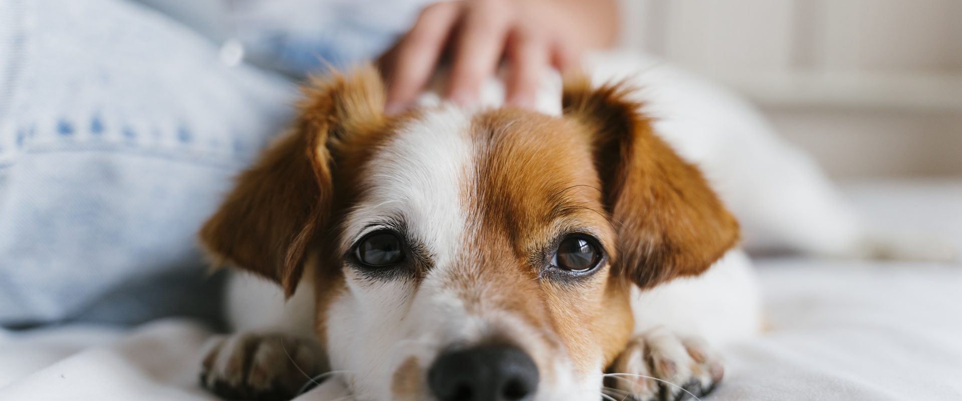 Leki homeopatyczne dla psa i kota. Piesek leży na łóżku i jest głaskany przez właścicielkę.