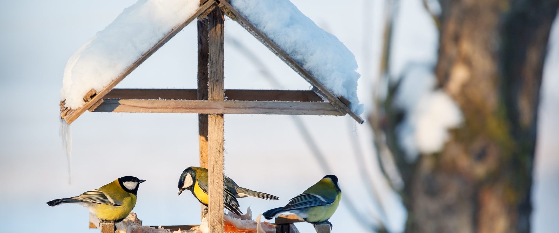 Jak dokarmiać ptaki zimą? Czym karmić ptaki? Co jedzą wróble, co sikorki, a co łabędzie i kaczki? Sikorki w ośnieżonym karmniku dla ptaków.