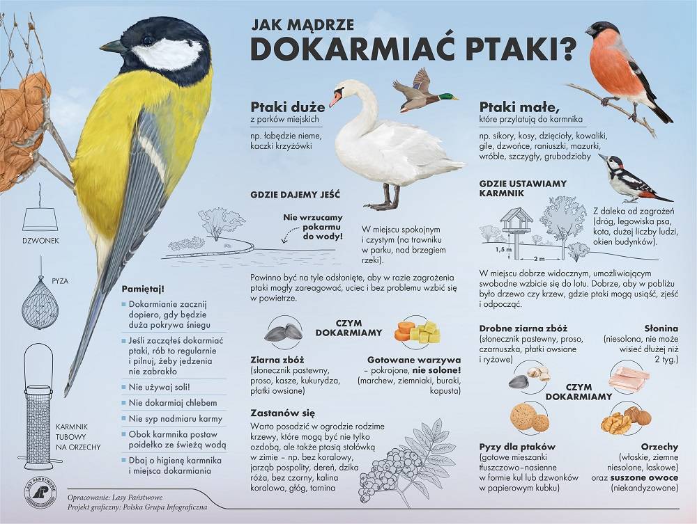 Jak dokarmiać ptaki zimą? Infografika od Lasy Państwowe