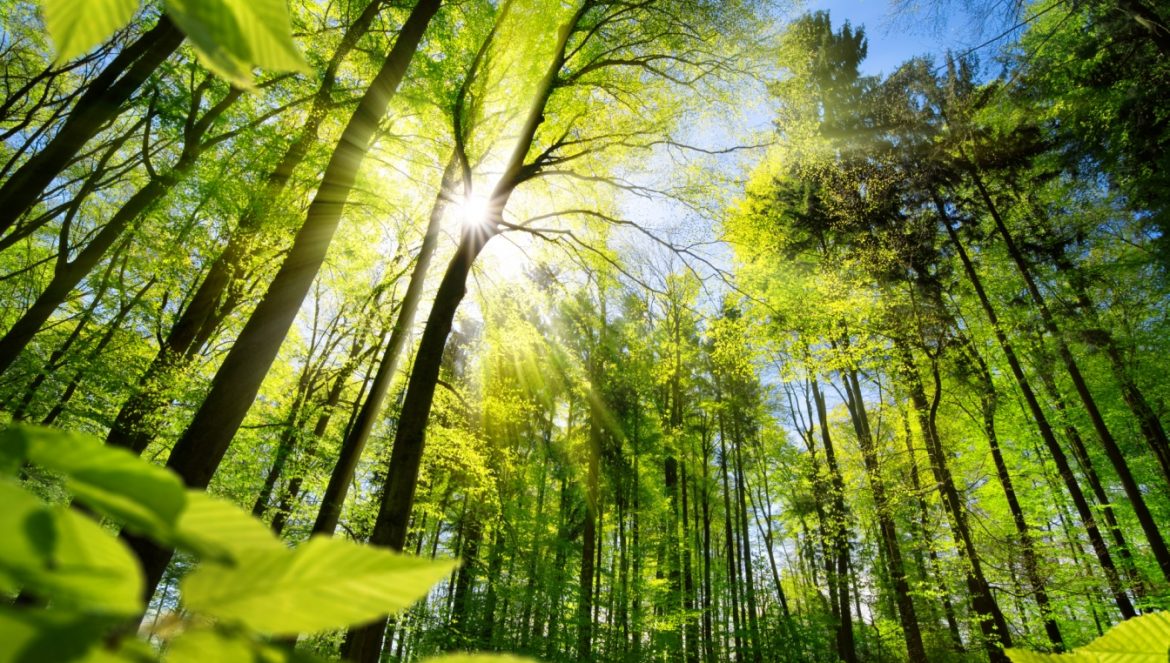 Jak zmienia się las? Widok od dołu na rozłożyste korony drzew w lesie liściastym i przebijające się przez nie promienie słońca.