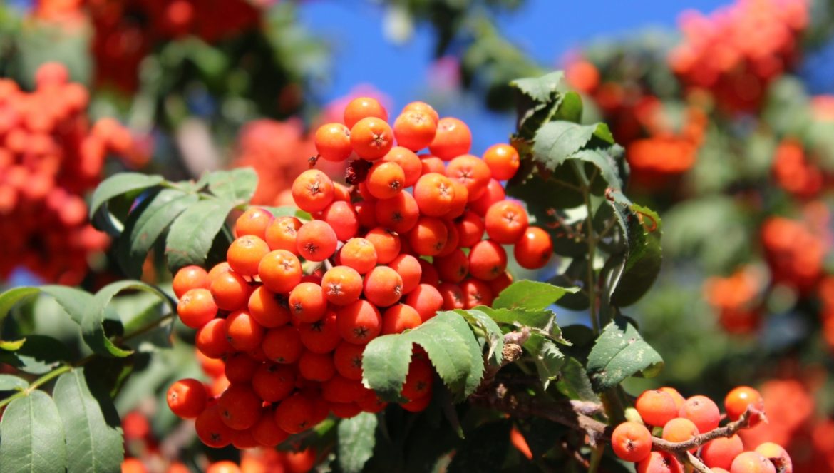 Jarzębina - jarząb pospolity - właściwości i przepisy na przetwory z jarzębiny. Czerwone owoce jarzębiny na drzewie.