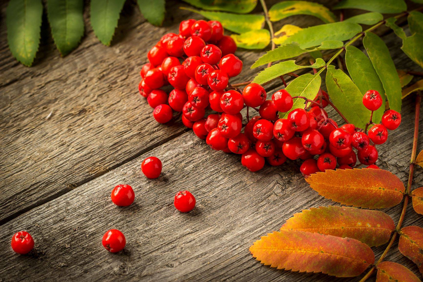 Domowe kosmetyki z jarzębiną. Gałązka jarzębiny na drewnianej desce.