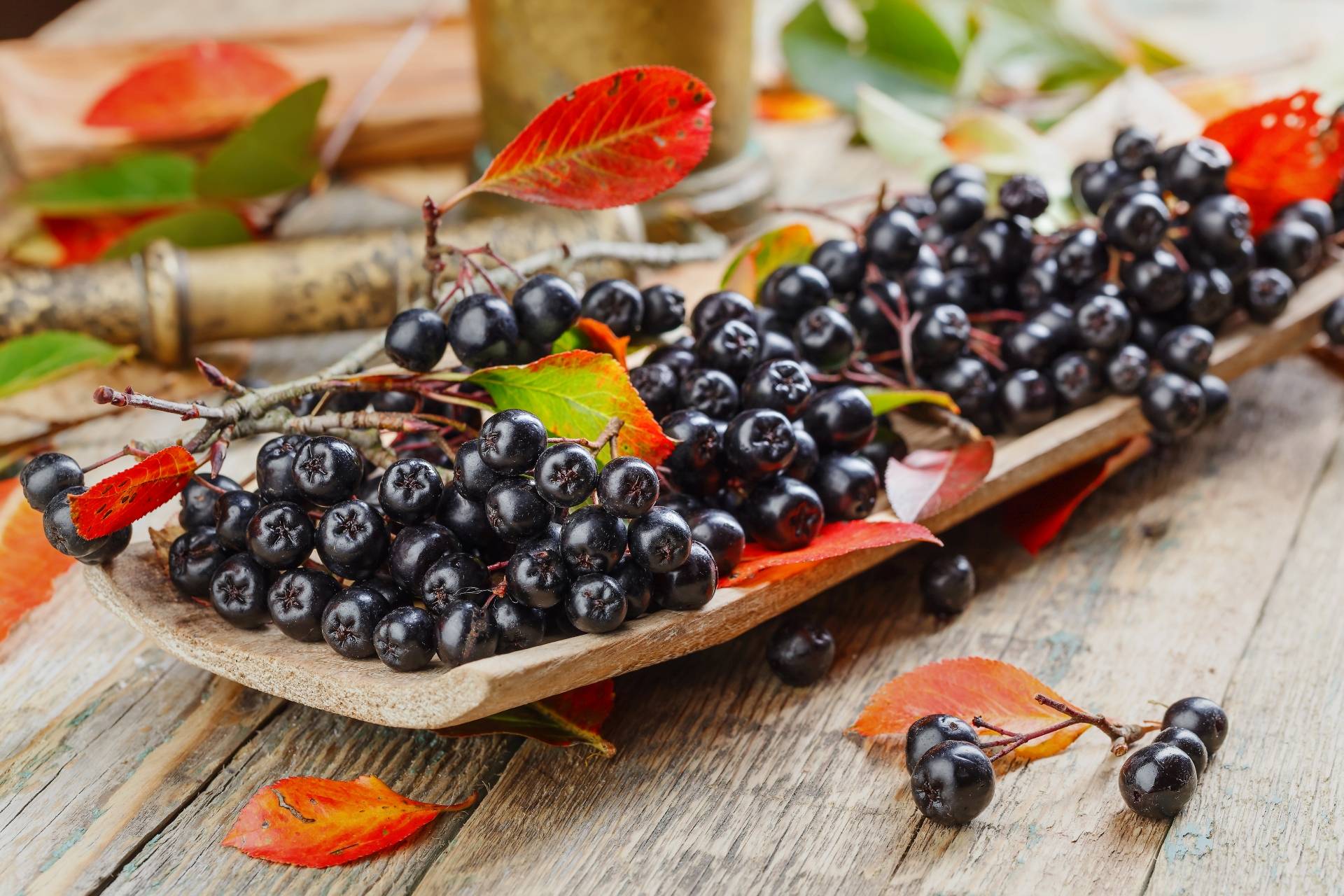 Aronia - właściwości lecznicze i składniki odżywcze. Jak zrobić przetwory z aronii? Owoce aronii i jesienne liście leżą na długiej drewnianej desce na starym rustykalnym stole.