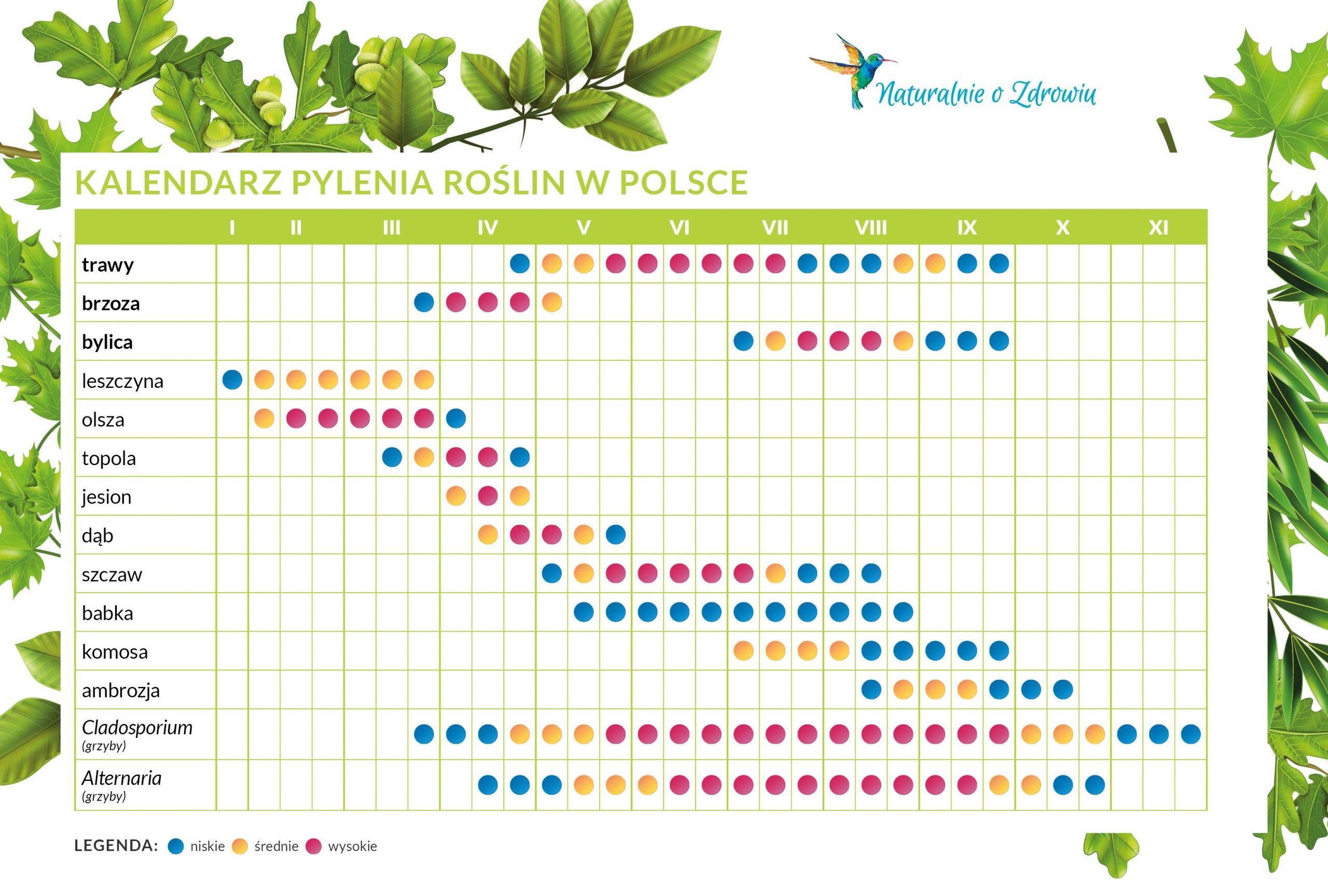 Kalendarz pylenia roślin w Polsce - co teraz pyli? Infografika z podziałem na rodzaj alergenu i miesiące.