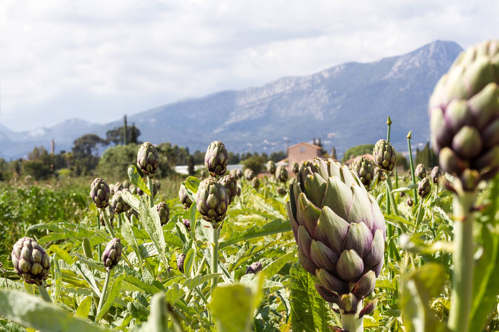 Pole karczochów w górach - dlaczego warto jeść karczochy?