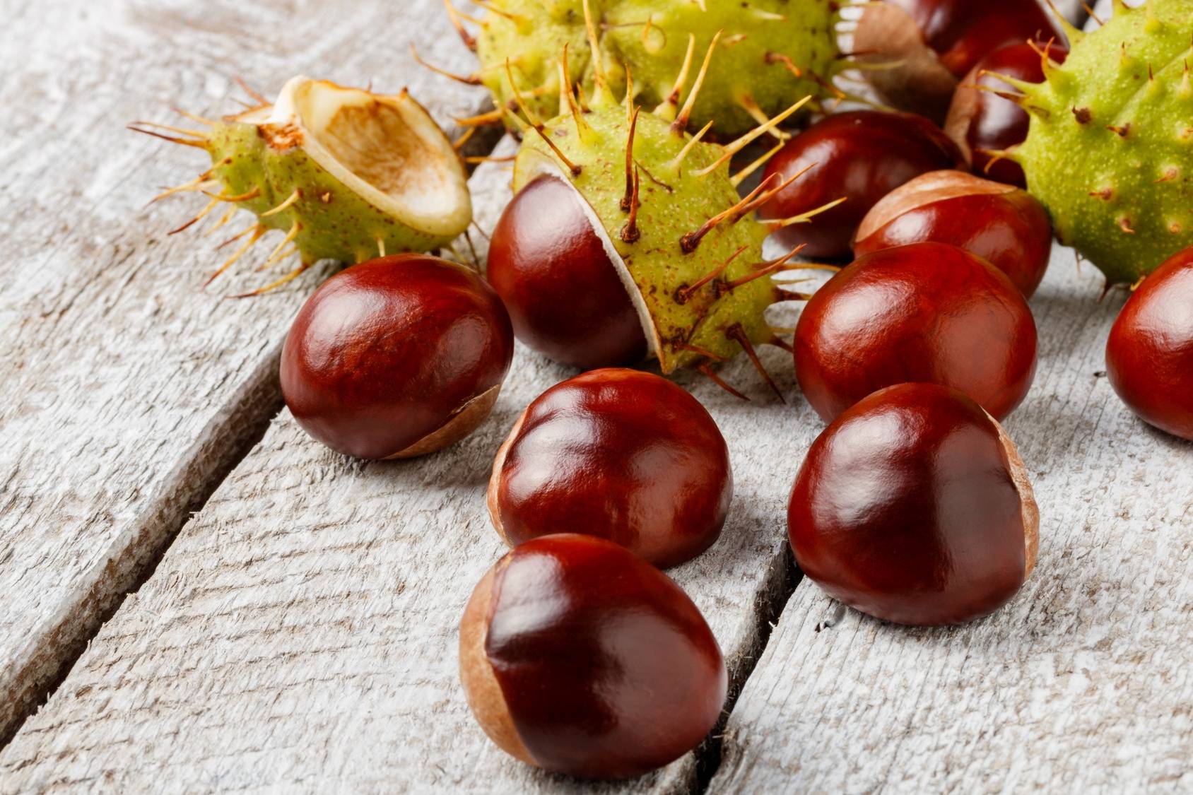 Nalewka z kasztanów - przepis. Jak stosować nalewkę kasztanową? Jak działa kasztanówka? Kasztany brązowe i kasztany w łupinach na drewnianym stole.