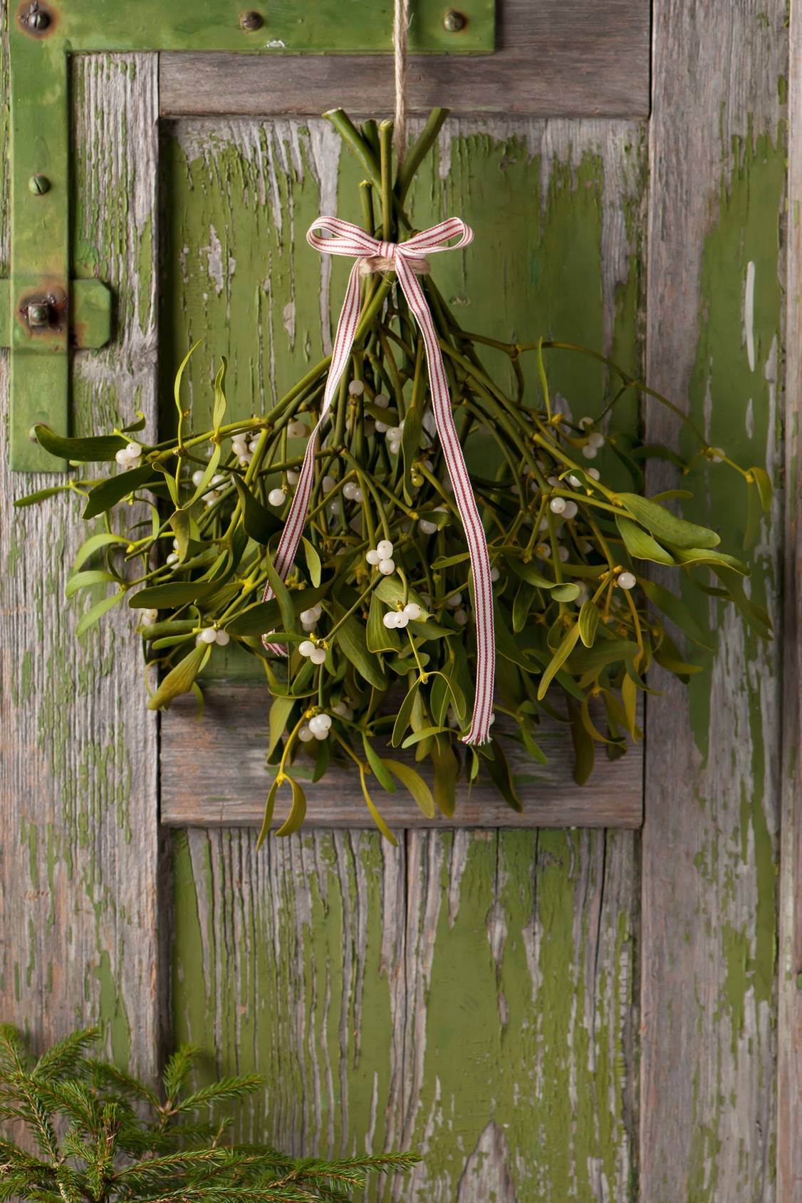 Jemioła na Święta Bożego Narodzenia. Wyciąg z ziela jemioły obniża ciśnienie krwi. Jemioła - właściwości lecznicze.