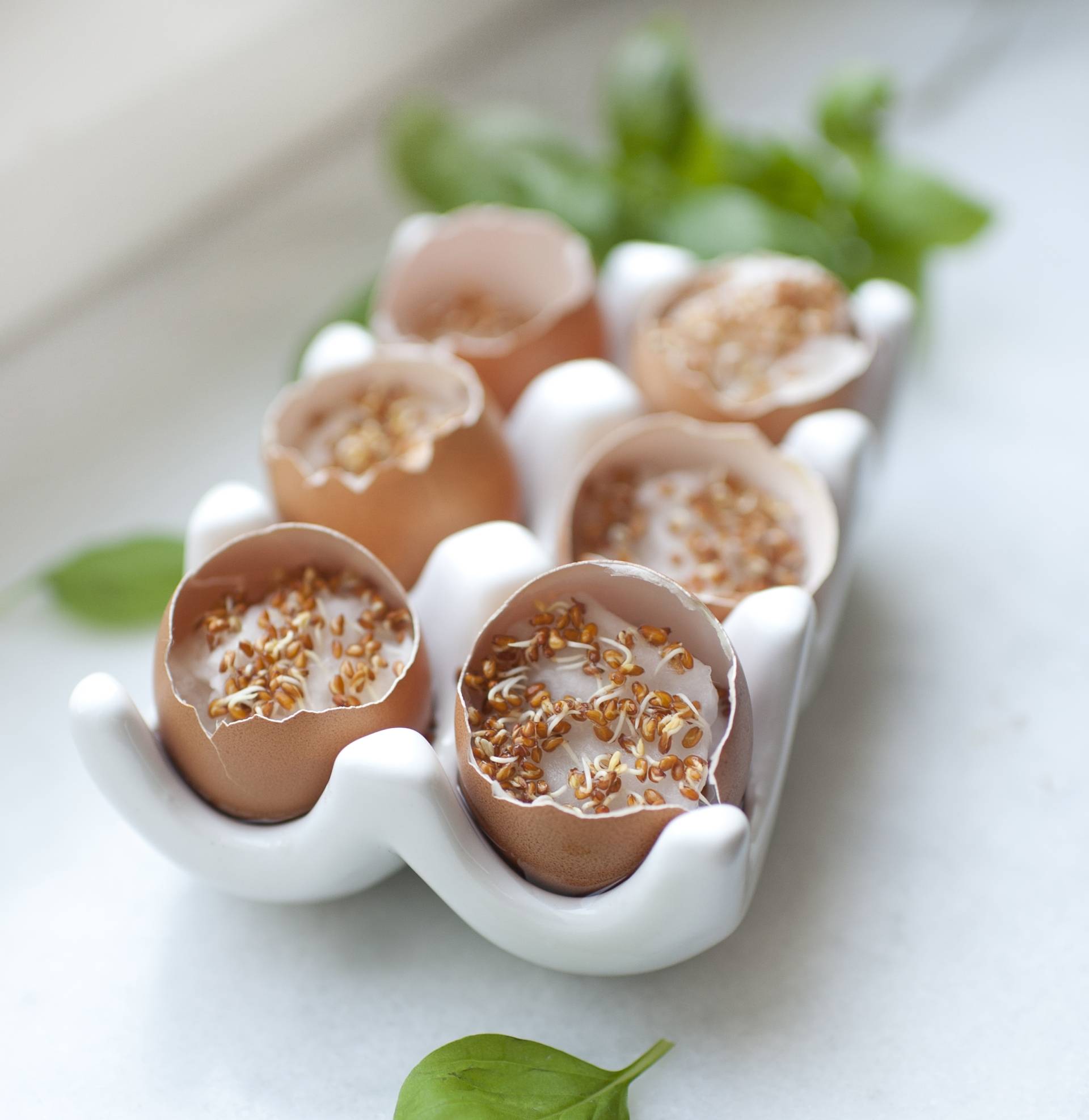 Jak posiać rzeżuchę? Ile rośnie rzeżucha i jak ją jeść?