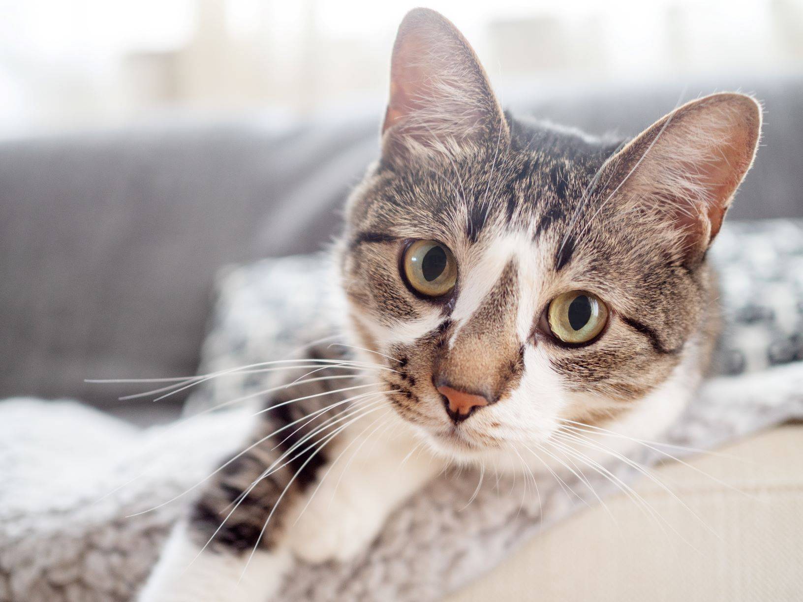 Leki homeopatyczne dla psów i kotów. Kot na kanapie.