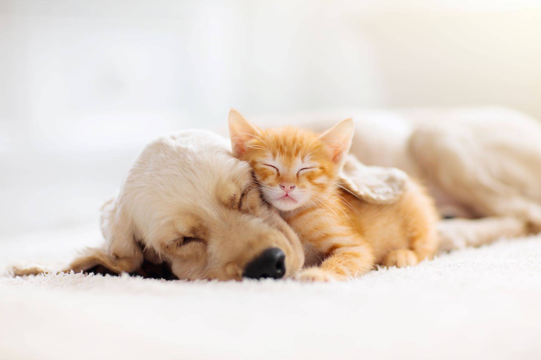 Homeopatia dla zwierząt. Pies i kot leżą przytuleni do siebie na łóżku.