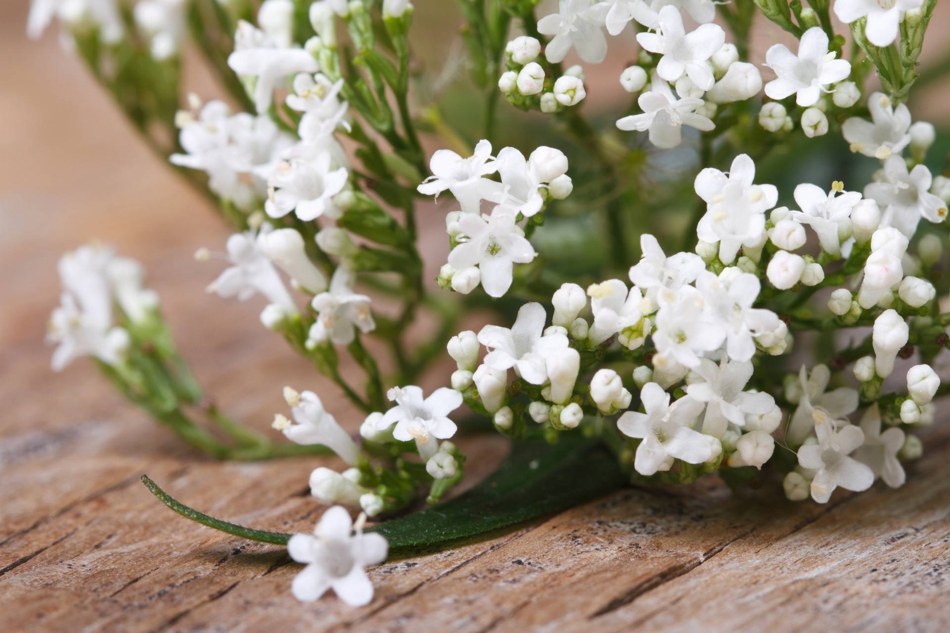 Kozłek lekarski (Valeriana officinalis) na stany lękowe i uczucie niepokoju.