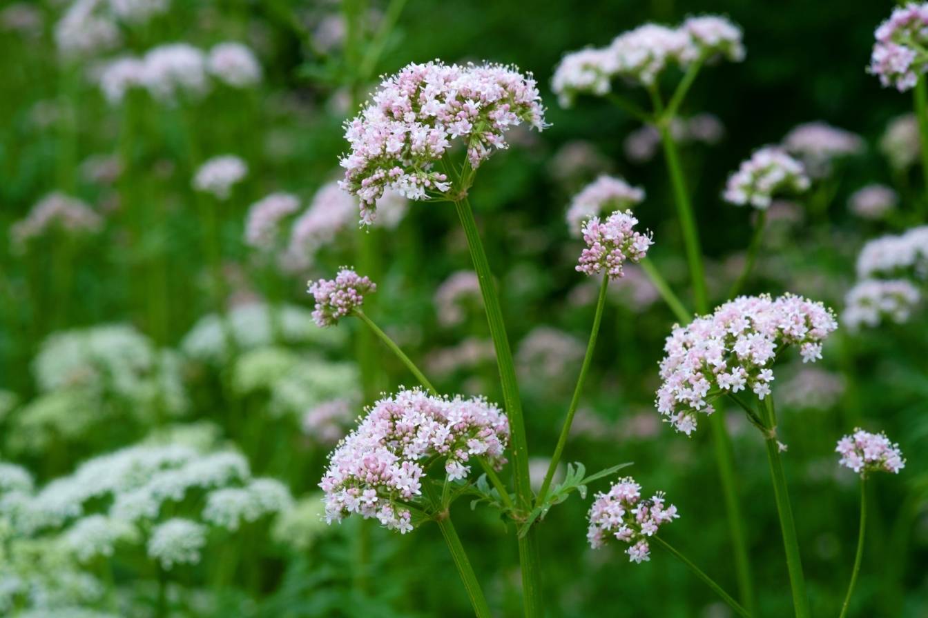 Kozłek lekarski (Valeriana officinalis) na zielonej łące. Właściwości i działanie.