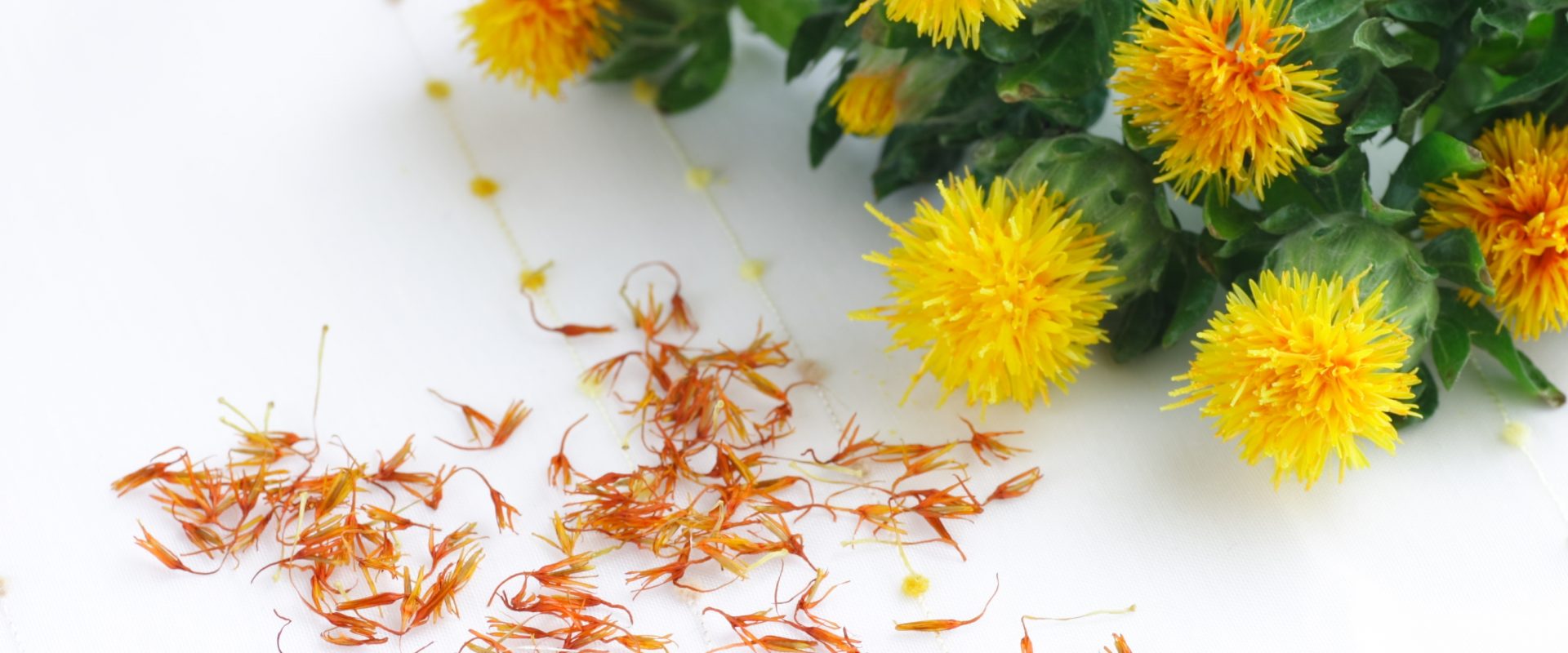 Krokosz barwierski - właściwości, działanie lecznicze i zastosowanie. Jak używać oleju krokoszowego oraz naparów z kwiatów krokosza? Żółto-pomarańczowe kwiaty krokosza na białym blacie.