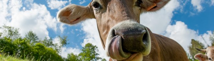 Wegetarianizm - dlaczego warto przejść na zieloną stronę mocy? Krowa pokazuje język do obiektywu.