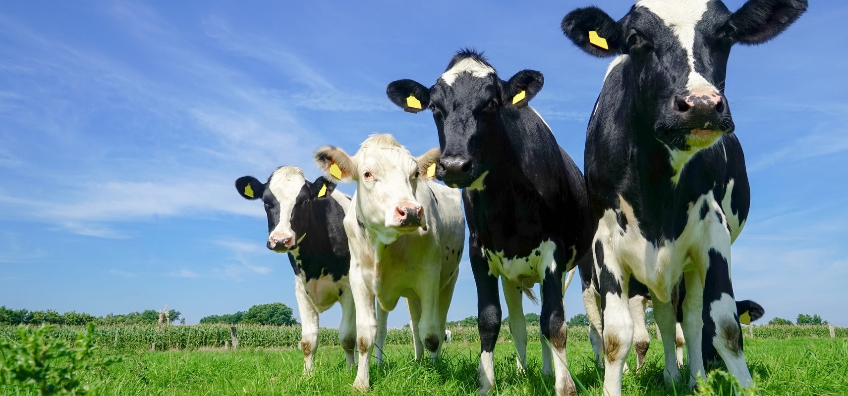 Jak bardzo jedzenie mięsa wpływa na naszą planetę? Krowy pasą się na pastwisku.