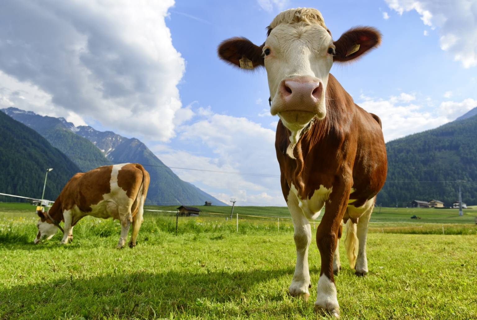 Krowy pasą się na łące, jedna zbliża się do aparatu. Na czym polega wegetarianizm?