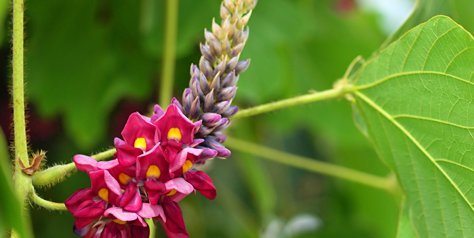 Kudzu - korzeń ołownika (opornika łatkowatego) pomaga walczyć z nałogiem. Kwiat ołownika łatkowatego w naturalnym środowisku.